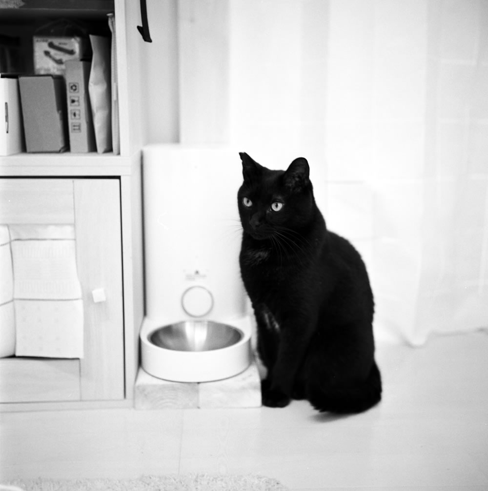 家族団らんを大切にする黒猫氏｜ROLLEIFLEX 3.5F + Kentmere 400