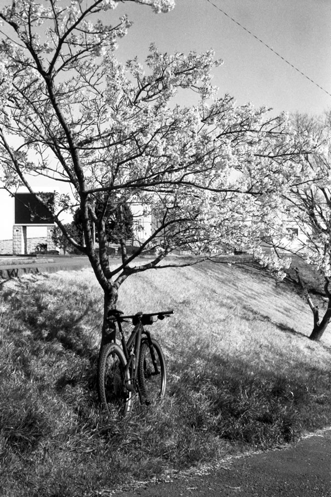 MTBで南大沢を目指します｜Rollei 35S + MARIX 400