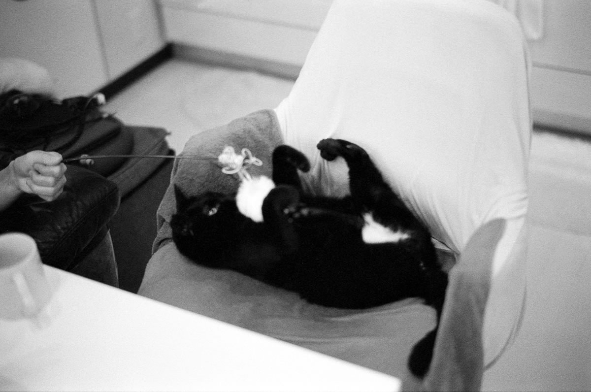 黒猫氏は狩りに夢中｜Leica M5 + SUMMILUX-M f1.4/50mm ASPH. + Marix 400