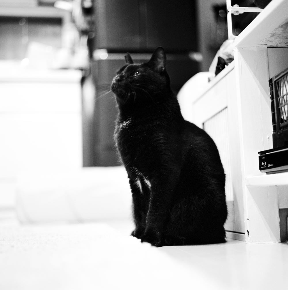 朝ごはんを待つ黒猫氏｜ROLLEIFLEX 3.5F + Kentmere 400