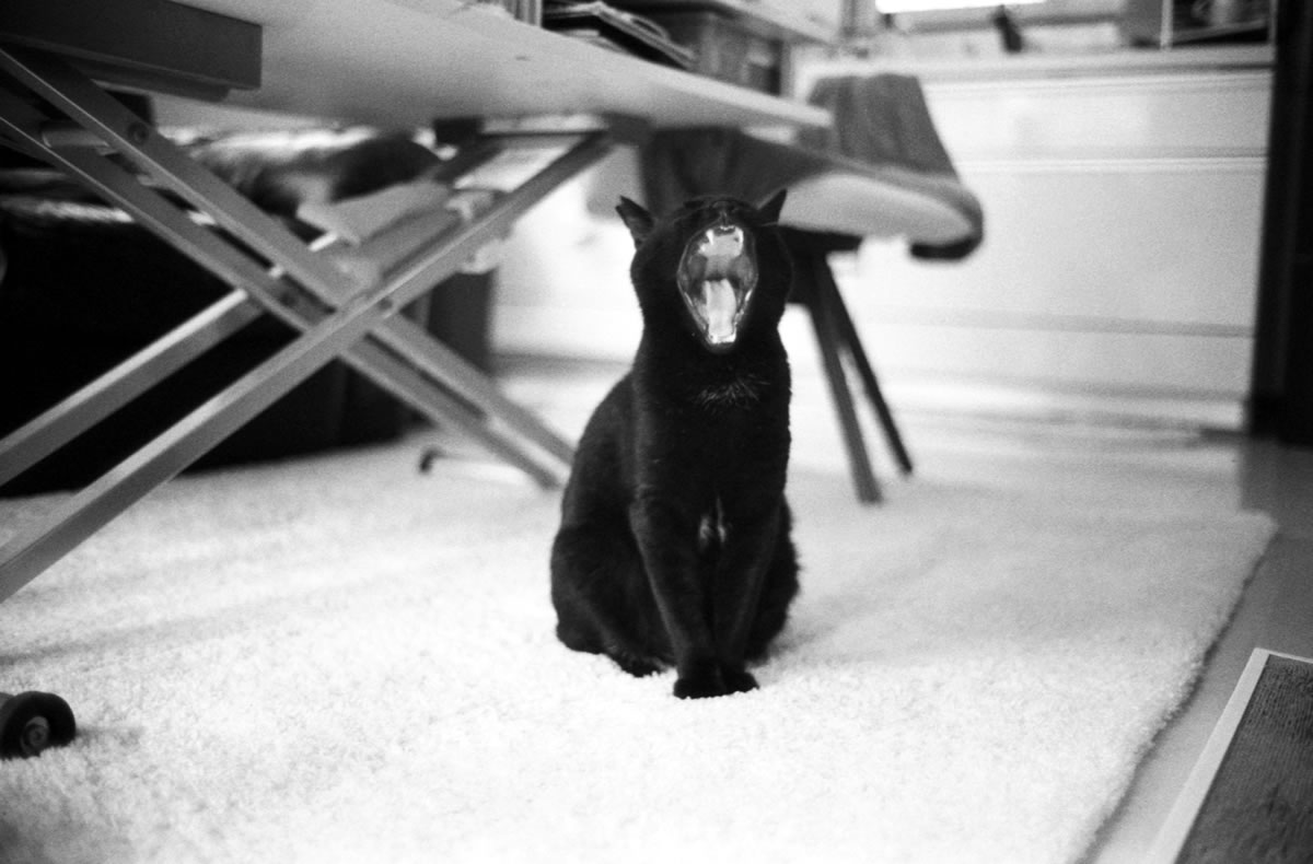 黒猫氏は「眠い」と言う｜Leica M5 + SUMMILUX-M f1.4/50mm ASPH. + Marix 400