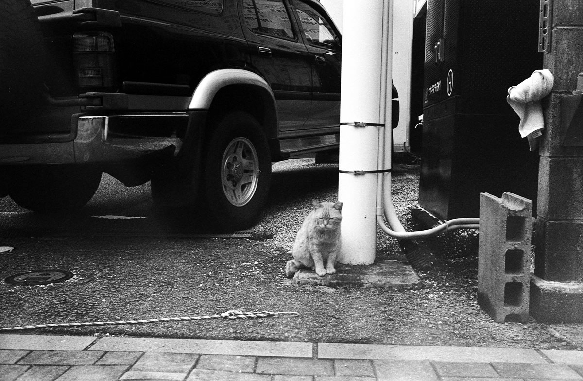 第２高知ネコ｜Leica M5 + Summilux 35mm f1.4 + Marix 400