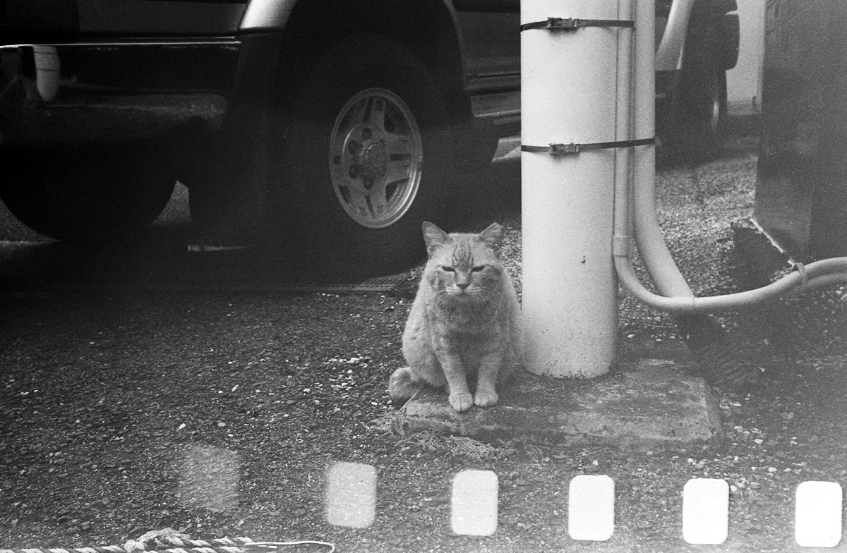 近づいても逃げません｜Leica M5 + Summilux 35mm f1.4 + Marix 400