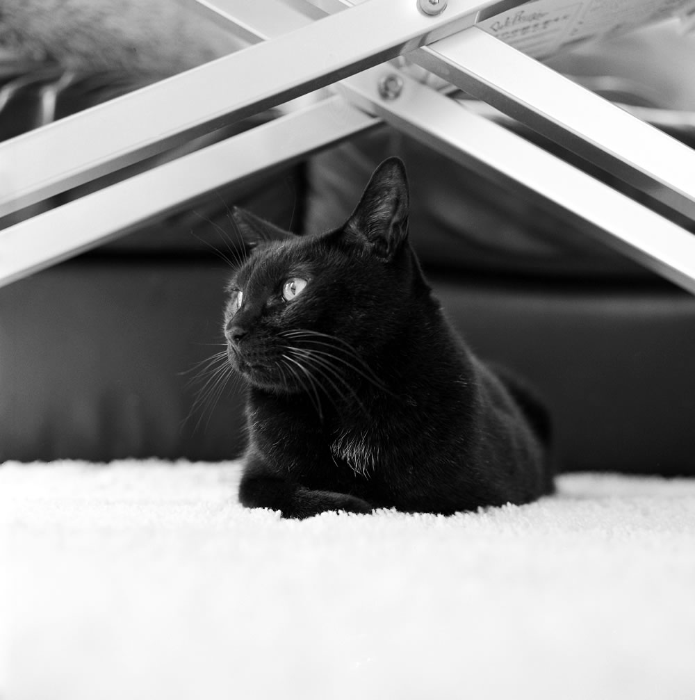 黒猫氏の定位置｜ROLLEIFLEX 3.5F + Rolleinar 1 Bay II + Kentmere 400