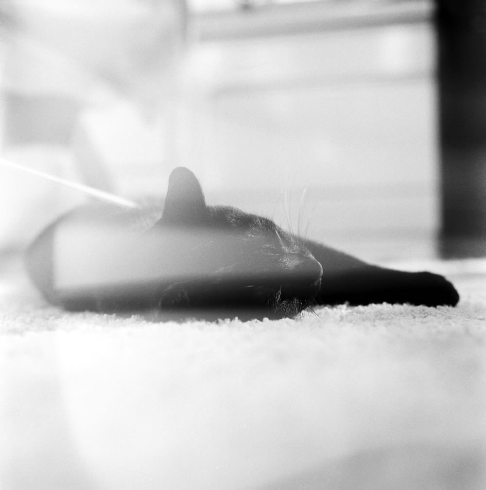 そして警戒心を解く黒猫氏｜ROLLEIFLEX 3.5F + Rolleinar 1 Bay II + Kentmere 400