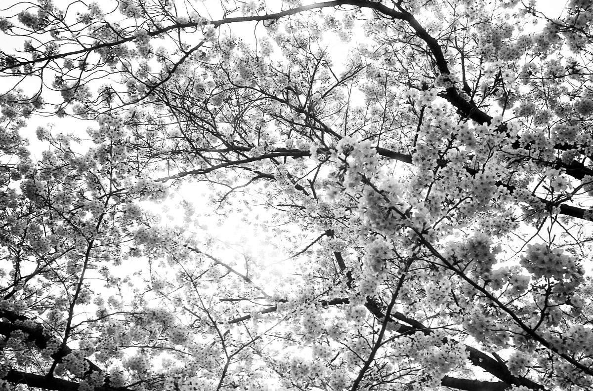 稲城にこんな桜の名所があるとは｜Leica M3 + Summicron 35mm f/2 Goggles + Marix 400