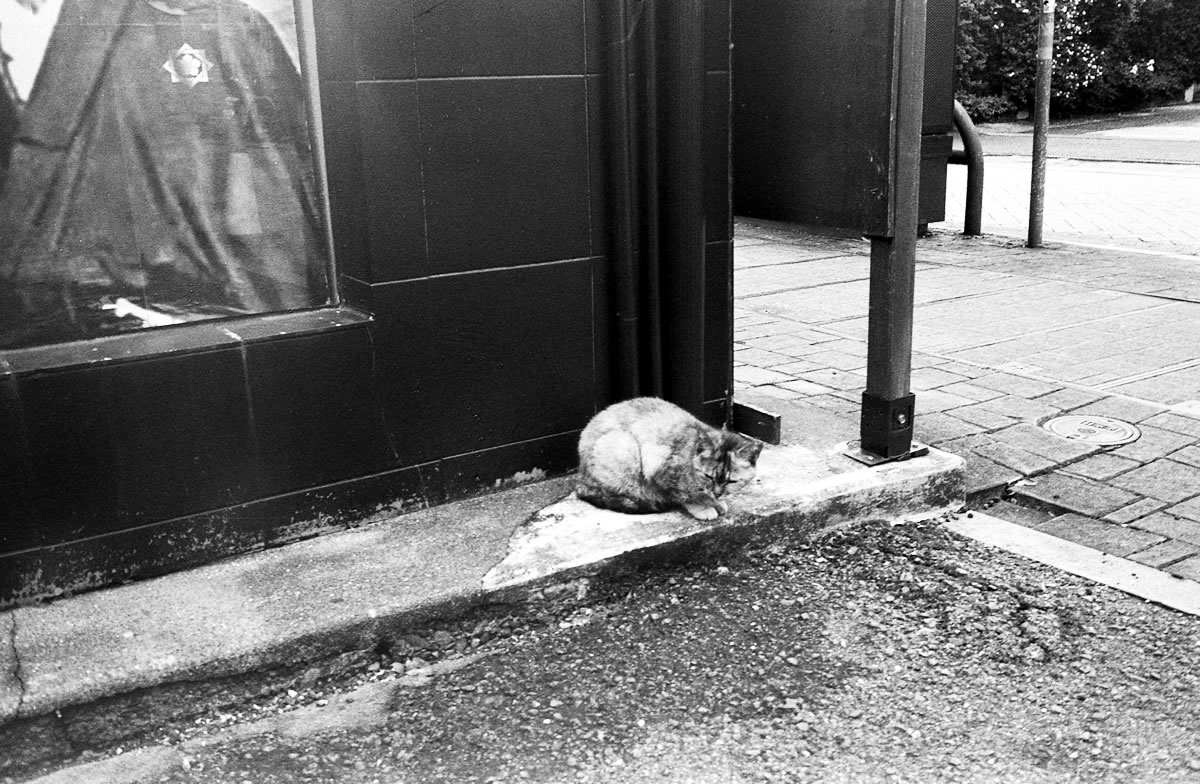 この子も逃げない｜Leica M5 + Summilux 35mm f1.4 + Marix 400