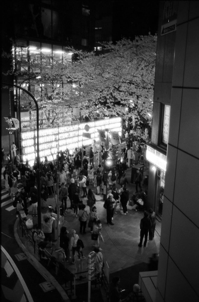 桜丘町の桜は外国人に大人気｜Leica M3 + Summicron 35mm f/2 Goggles + Marix 400