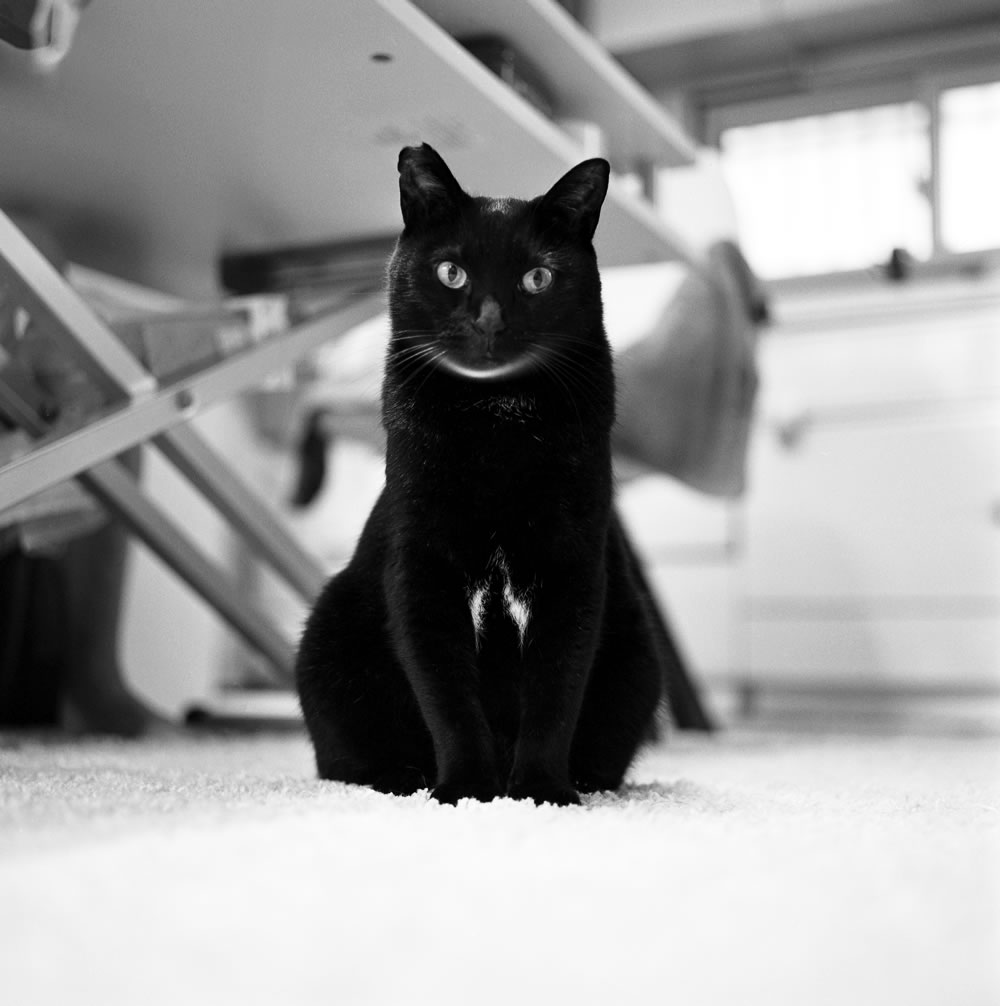 黒猫氏がこれからも元気で健康でいてくれますように！｜ROLLEIFLEX 3.5F + Kentmere 400