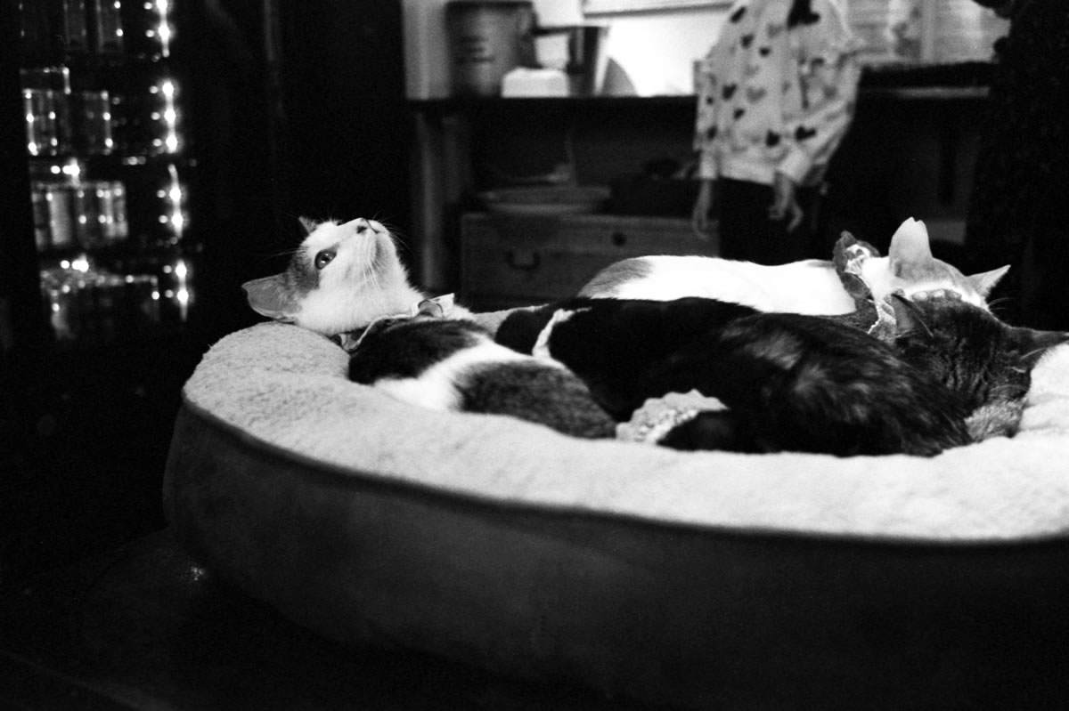 猫成分を補給しに保護猫カフェへ｜Leica M3 + Summicron 35mm f/2 Goggles + Marix 400